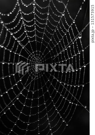 Spider web with dewdrops in morning light on dark background Spider web with dewdrops in morning light on dark background 131573915