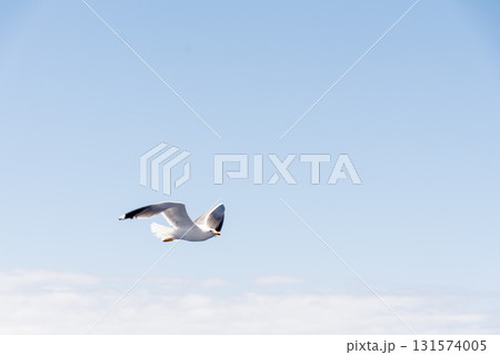 青い空と明るい日差しの下を優雅に飛び回るカモメ　カナリア諸島のフエルテベンテュラ島にて 131574005