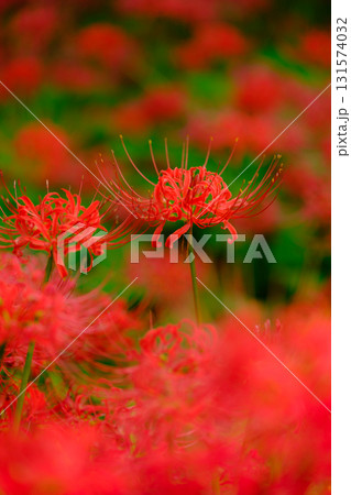 満開の曼珠沙華(彼岸花) 満開の曼珠沙華(彼岸花) 131574032