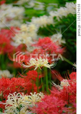 赤と白の満開の彼岸花（曼珠沙華） 131574038