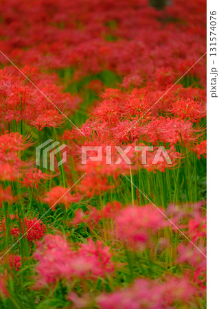 満開の曼珠沙華(彼岸花) 満開の曼珠沙華(彼岸花) 131574076
