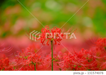 満開の曼珠沙華(彼岸花) 満開の曼珠沙華(彼岸花) 131574078
