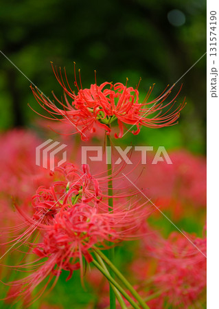 満開の曼珠沙華(彼岸花) 満開の曼珠沙華(彼岸花) 131574190
