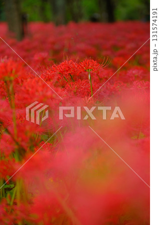 満開の曼珠沙華（彼岸花） 131574191