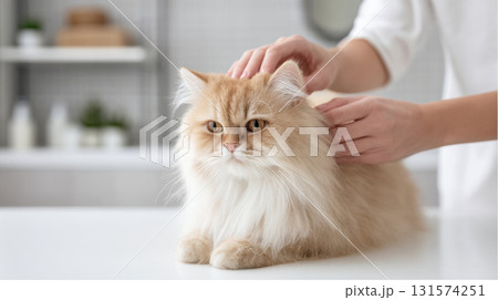 Person hands gently grooming calm long haired Persian cat. fluffy feline enjoys pet care session on white table in bright, clean home interior 131574251