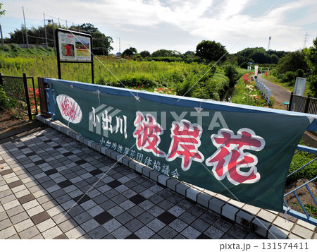 神奈川県・藤沢市・小出川彼岸花 神奈川県・藤沢市・小出川彼岸花 131574411
