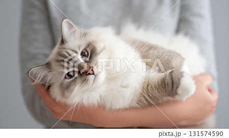 Relaxed Ragdoll cat going limp with contentment in person arms. fluffy feline with blue eyes shows pure trust and affection, held gently by its owner indoors 131574590