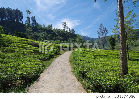 スリランカ　ヌワラエリヤのブルーフィールドティーファクトリー 131574986
