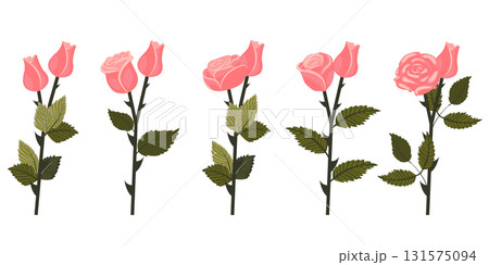 Set of soft pink roses. Two flowers on each of five stems. Vector illustration isolated on white background. Set of soft pink roses. Two flowers on each of five stems. Vector illustration isolated on white background. 131575094