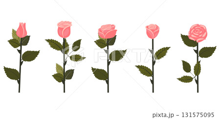 Set of soft pink roses. Two flowers on each of five stems. Vector illustration isolated on white background. Set of soft pink roses. Two flowers on each of five stems. Vector illustration isolated on white background. 131575095