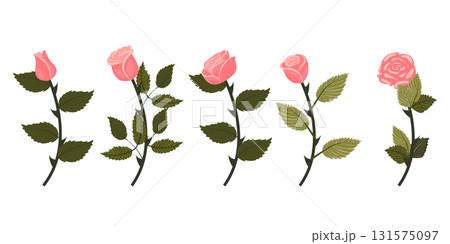 Set of soft pink roses. Two flowers on each of five stems. Vector illustration isolated on white background. Set of soft pink roses. Two flowers on each of five stems. Vector illustration isolated on white background. 131575097