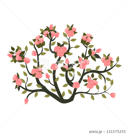 A round bush of blooming light pink roses. Vector illustration isolated on a white background. A round bush of blooming light pink roses. Vector illustration isolated on a white background. 131575255
