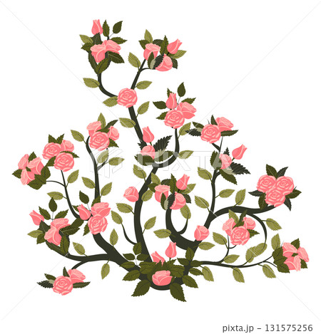 A tall bush of blooming light pink roses. Vector illustration isolated on a white background. A tall bush of blooming light pink roses. Vector illustration isolated on a white background. 131575256