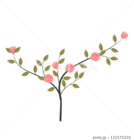 A small bush with blooming light pink roses. Vector illustration on a white background. 131575258