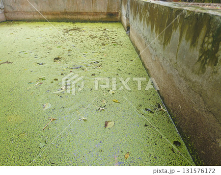 Green duckweed covered pond with decaying leaves and concrete wall, tranquil stagnant water surface with algae and mossy texture 131576172