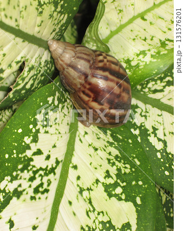 Striped brown snail on variegated green leaf with glossy shell and natural lighting conveying calm 131576201