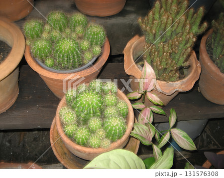 Potted cactus cluster, terracotta pot, indoor succulent arrangement, green spine texture, natural lighting, small houseplant Potted cactus cluster, terracotta pot, indoor succulent arrangement, green spine texture, natural lighting, small houseplant 131576308