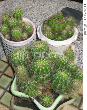 Green potted cactus cluster with spines and textured ceramic pots, indoor succulent arrangement radiating natural calm and rugged beauty Green potted cactus cluster with spines and textured ceramic pots, indoor succulent arrangement radiating natural calm and rugged beauty 131576311