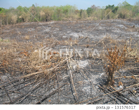Burned field with charred vegetation and ash after slash and burn clearing, dry landscape under clear sky showing regrowth risk and environmental damage Burned field with charred vegetation and ash after slash and burn clearing, dry landscape under clear sky showing regrowth risk and environmental damage 131576317