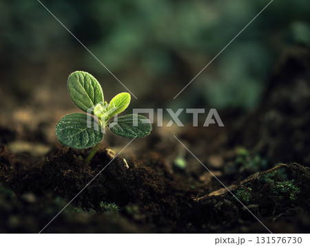 Close up of sprout emerging from rich soil symbolizing growth and new beginnings, with vibrant green leaves and dark earthy background Close up of sprout emerging from rich soil symbolizing growth and new beginnings, with vibrant green leaves and dark earthy background 131576730