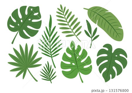 Tropical leaves set. Monstera, palm fronds, banana leaves, and exotic foliage for design and decoration 131576800