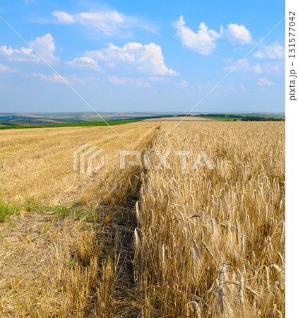 Golden Wheat Field and Blue Sky. Summer Rural Landscape with Ripe Grain Crops. 131577042