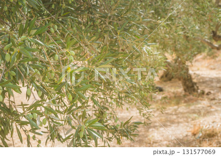 Branch of olive tree with small green olives in rays of Greek sun. 131577069