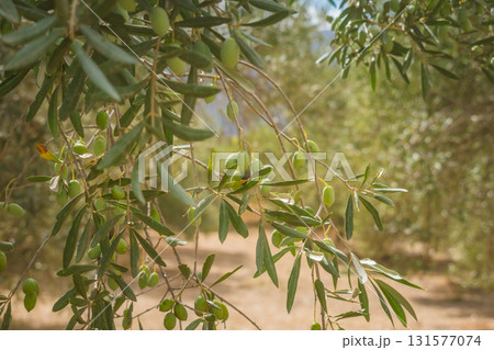 Branch of olive tree with small green olives in rays of Greek sun. Branch of olive tree with small green olives in rays of Greek sun. 131577074