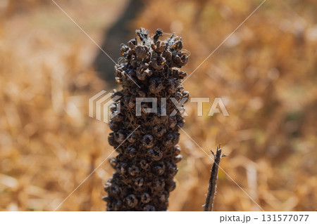 Dry flower in the mountain flora of Crete. Dry flower in the mountain flora of Crete. 131577077