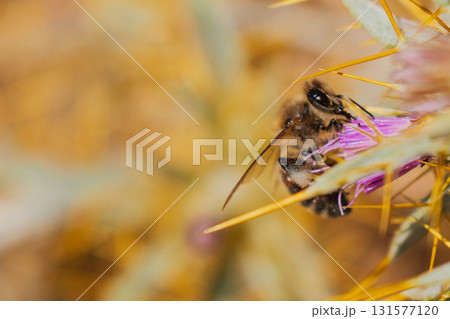 Bee on purple spiky flower collecting nectar in the mountains of Crete macro. Bee on purple spiky flower collecting nectar in the mountains of Crete macro. 131577120
