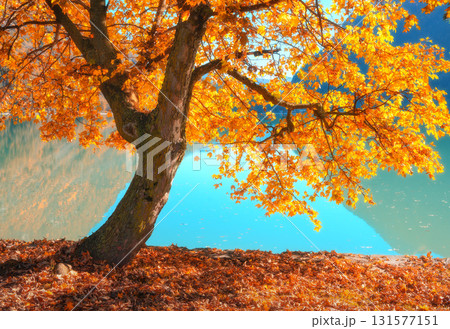 Autumn landscape with tree covered in golden leaves at sunset Autumn landscape with tree covered in golden leaves at sunset 131577151