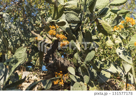 Vibrant yellow flowers bloom on a cactus in a lush desert setting, showcasing the beauty of nature under a clear blue sky. This scene captures the essence of spring Vibrant yellow flowers bloom on a cactus in a lush desert setting, showcasing the beauty of nature under a clear blue sky. This scene captures the essence of spring 131577178