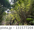 沖縄の深い森：竹林と亜熱帯のジャングルを探検 131577204