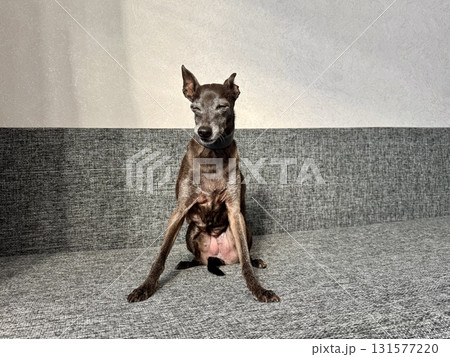 an elderly small Italian greyhound of gray color is sitting on the couch at home an elderly small Italian greyhound of gray color is sitting on the couch at home 131577220