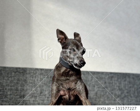 an elderly small Italian greyhound of gray color is sitting on the couch at home an elderly small Italian greyhound of gray color is sitting on the couch at home 131577227