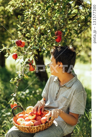 Child picking ripe apples from a tree in sunny orchard, holding a basket during harvest season, symbolizing organic farming, healthy lifestyle, natural food, countryside traditions, and autumn produce Child picking ripe apples from a tree in sunny orchard, holding a basket during harvest season, symbolizing organic farming, healthy lifestyle, natural food, countryside traditions, and autumn produce 131577380