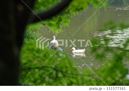 京都　龍安寺　池泉回遊式庭園　鏡容池　睡蓮 131577381