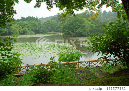 京都 龍安寺 池泉回遊式庭園 鏡容池 睡蓮 京都 龍安寺 池泉回遊式庭園 鏡容池 睡蓮 131577382