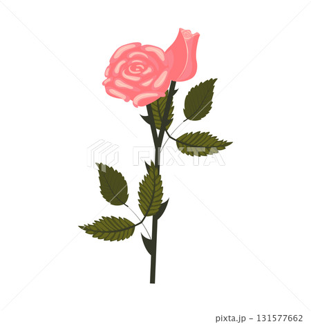 Delicate pink rose. Flower and bud on one stem. Vector illustration isolated on white background. 131577662