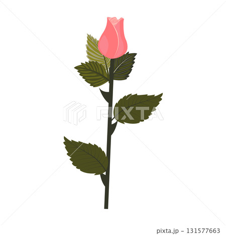 Delicate pink rose. Flower and bud on one stem. Vector illustration isolated on white background. 131577663