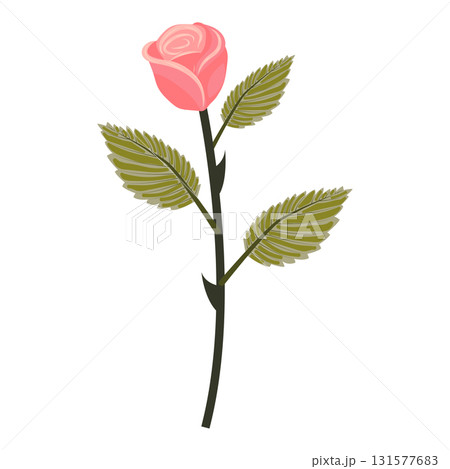 Delicate pink rose. Vector illustration isolated on white background. Delicate pink rose. Vector illustration isolated on white background. 131577683