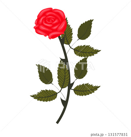 Bright red rose. Lush flower on a slightly inclined stem. Vector illustration isolated on a white background. 131577831