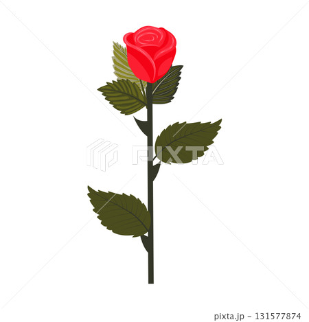 Bright red rose. Lush flower on a slightly inclined stem. Vector illustration isolated on a white background. 131577874