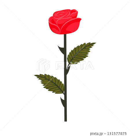 Bright red rose. Lush flower on a slightly inclined stem. Vector illustration isolated on a white background. 131577875