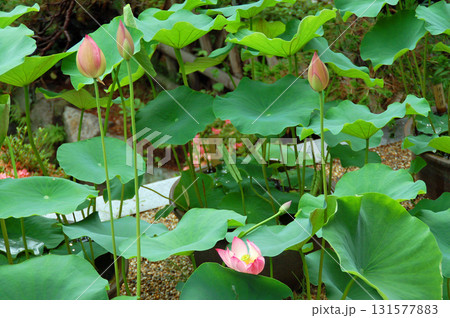 京都　宇治　黄檗宗　萬福寺　蓮 131577883