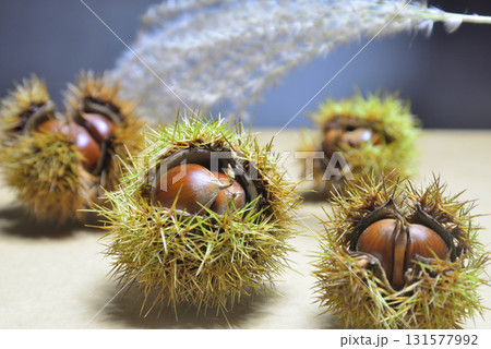 秋 毬栗 ススキ 秋 毬栗 ススキ 131577992