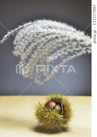 秋　毬栗　ススキ 131577997