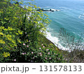 アメリカ　カリフォルニア州　ビッグサー　太平洋岸の絶景 131578133