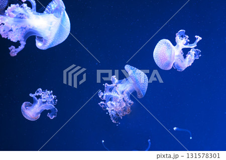 Group of Phyllorhiza punctata or Australian spotted jellyfish swim in deep blue water of aquarium Group of Phyllorhiza punctata or Australian spotted jellyfish swim in deep blue water of aquarium 131578301