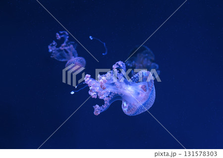 Group of Phyllorhiza punctata or Australian spotted jellyfish swim in deep blue water of aquarium Group of Phyllorhiza punctata or Australian spotted jellyfish swim in deep blue water of aquarium 131578303